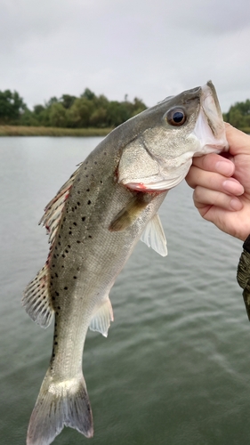 タイリクスズキの釣果