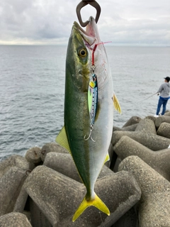 ツバスの釣果