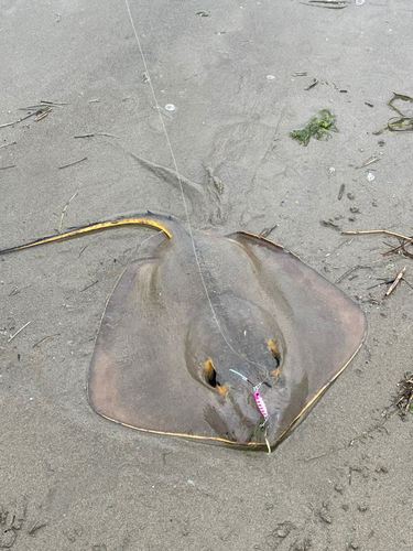 アカエイの釣果