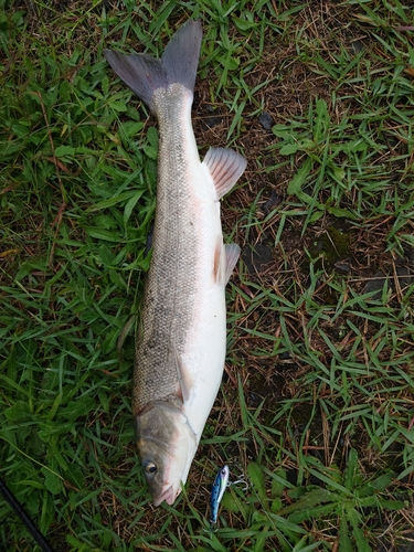 ウグイの釣果