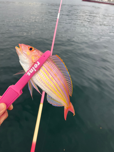 イトヨリダイの釣果