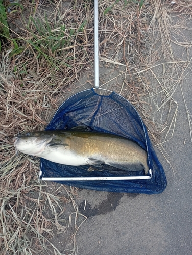 アメリカナマズの釣果