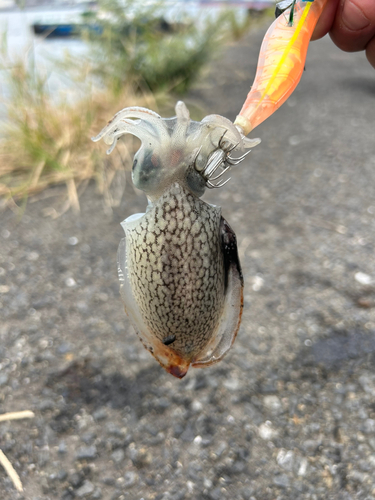 釣果