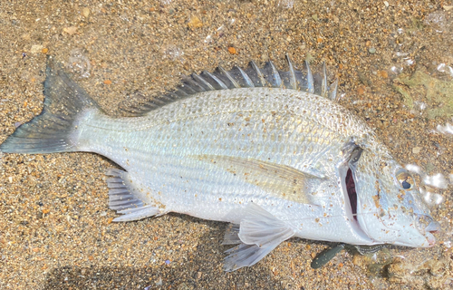 ミナミクロダイの釣果