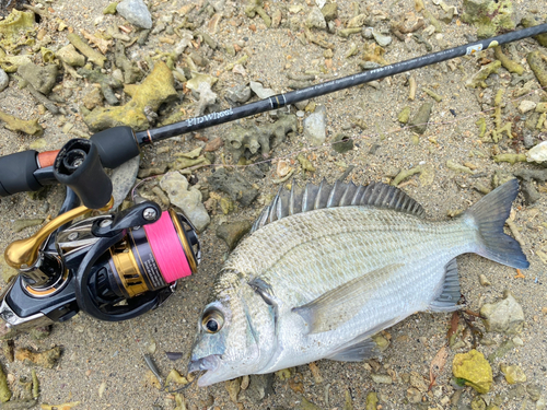 ミナミクロダイの釣果