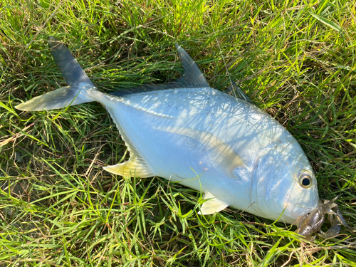 メッキの釣果