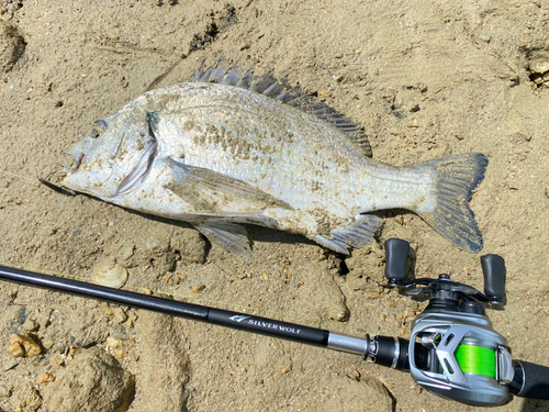 ミナミクロダイの釣果