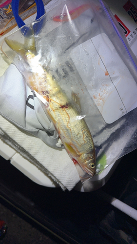 アユの釣果