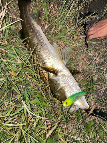 スズキの釣果