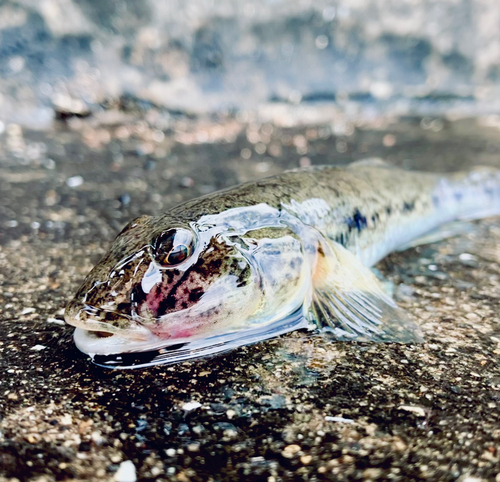 マハゼの釣果