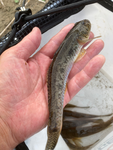 ハゼの釣果