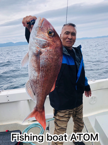 マダイの釣果