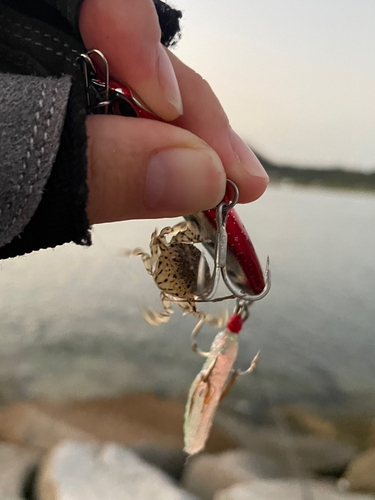 カニの釣果