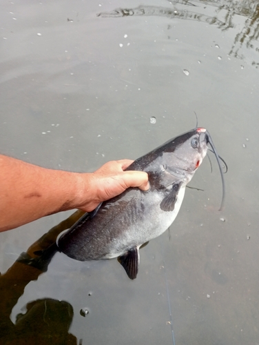 アメリカナマズの釣果