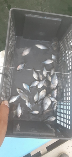 タナゴの釣果