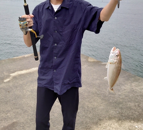 イシモチの釣果