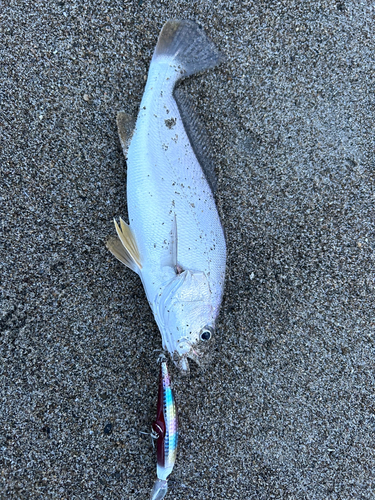 ニベの釣果