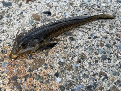 メゴチの釣果