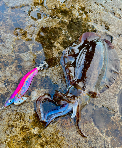 アオリイカの釣果