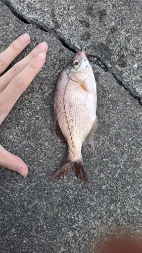 ウミタナゴの釣果