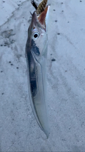 タチウオの釣果