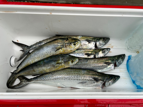 サゴシの釣果