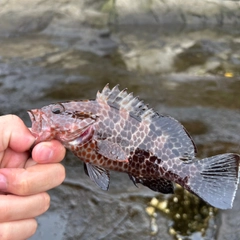 ハタの釣果