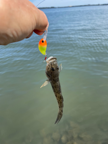 ハゼの釣果