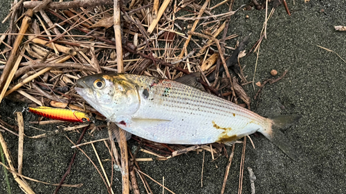 コノシロの釣果