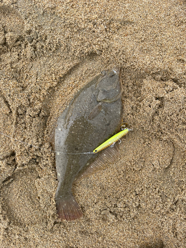 イシガレイの釣果