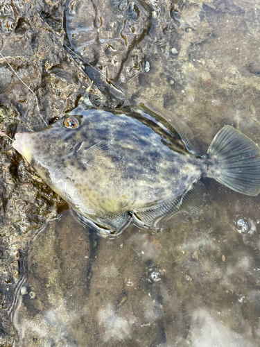 カワハギの釣果