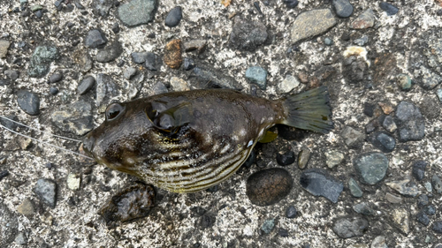 サザナミフグの釣果