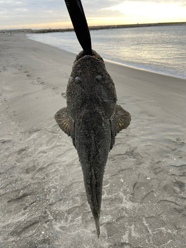 マゴチの釣果