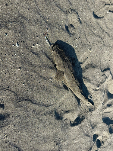 マゴチの釣果