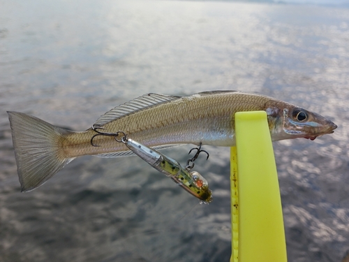 キスの釣果