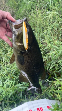 スモールマウスバスの釣果