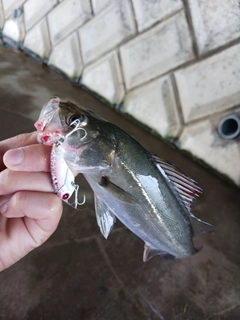 セイゴ（マルスズキ）の釣果