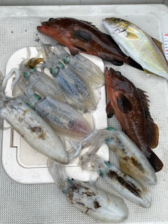 アオリイカの釣果