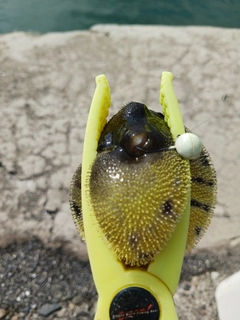 サザナミフグの釣果