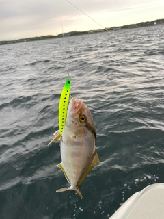 ショゴの釣果