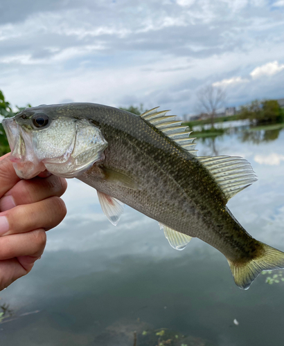 ラージマウスバスの釣果