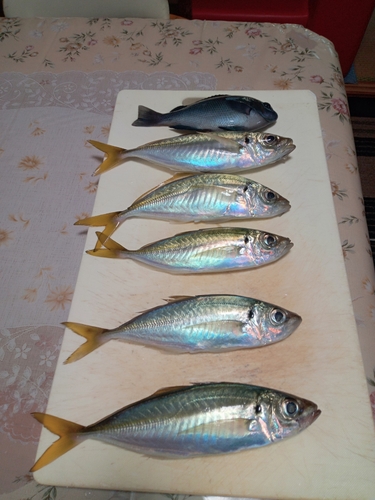 マアジの釣果