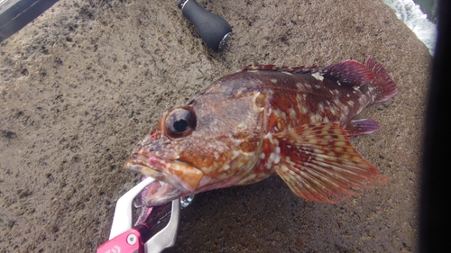 カサゴの釣果