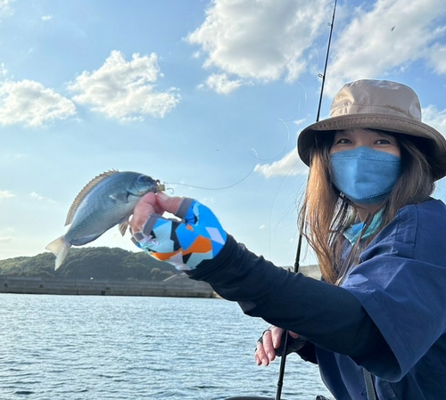 クロの釣果