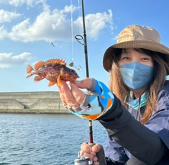 アラカブの釣果