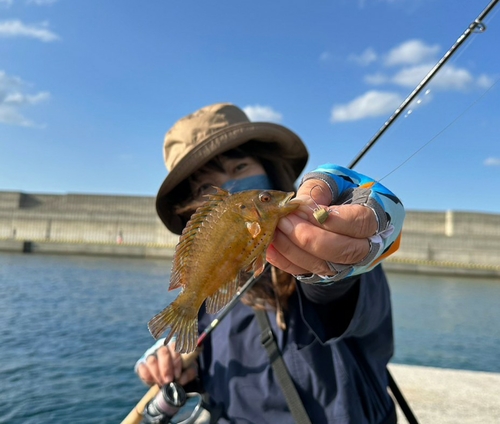 ベラの釣果