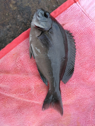 オナガグレの釣果