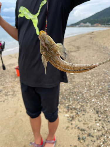 メゴチの釣果