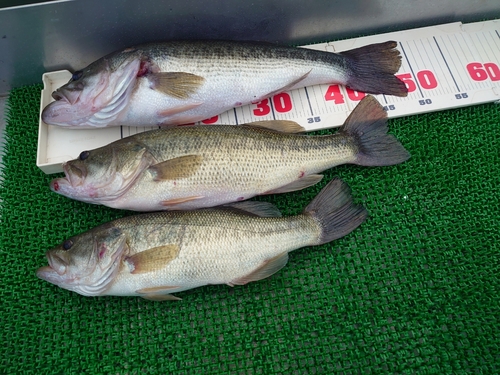 ブラックバスの釣果