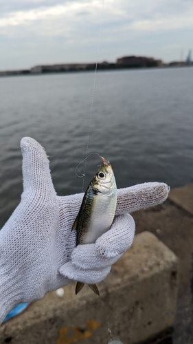 サッパの釣果